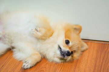 Emotional support animal concept. Sleeping Pomeranian dog in floor. pet is rest. Close up, copy space, background