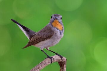 Brown bird with beautiful orange chin having tail wagging while perching on thin branch over green bokeh background, taiga flycatcher