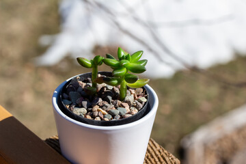Close up abstract view of a small potted jet beads sedeveria succulent plant in a white porcelain planter, with defocused outdoor background and natural sunlight