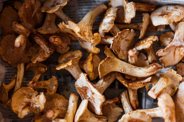 Champignons girolles 