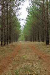 Naklejka premium forest road between trees