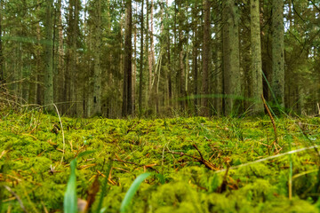 green autumn forest with large trees