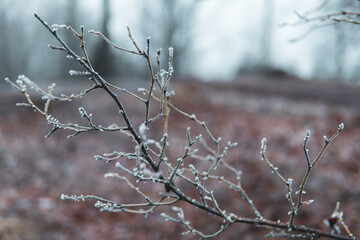 branch of a blueprint in a brown cold forest