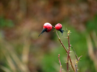 ladybird on a poppy