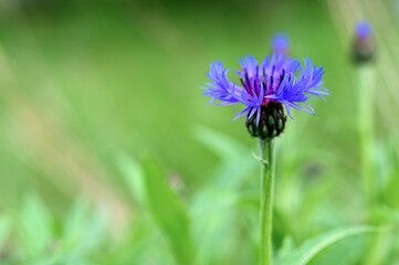 cornflower is a wild field herb with blue purple flowers in full bloom. cornflower (latin. centaurea cyanus) is a genus of herbaceous plants is used in folk medicine as a medicinal plant