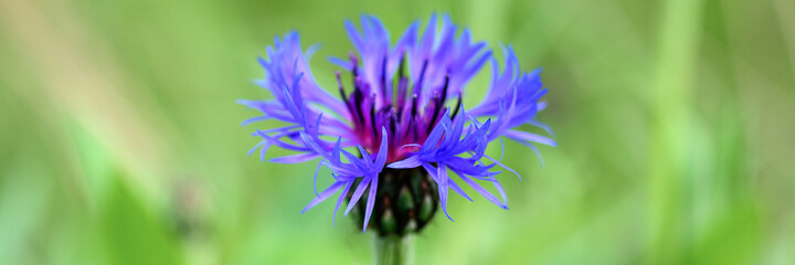 Naklejka premium cornflower is a wild field herb with blue purple flowers in full bloom. cornflower (latin. centaurea cyanus) is a genus of herbaceous plants is used in folk medicine as a medicinal plant. banner
