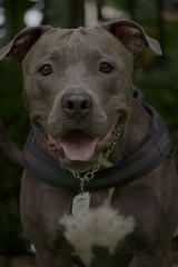 Obraz premium pit bull dog in the park
