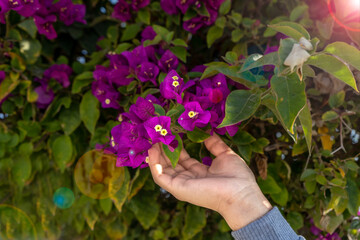 Hands grabs a purple flower with flashes of light - Purple flowers reflected with the sun in the park - Flowers and lens flare effect