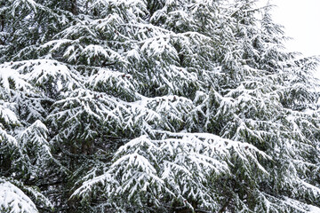 pine trees in the park with dense foliage covered with snow during a snow fall