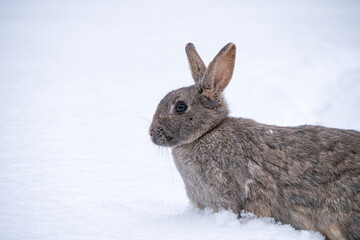 close up of a cute grey rabbit resting on the thick snow on the ground in the park