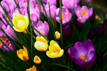 yellow and purple crocus flowers closeup in the garden, beautiful spring background