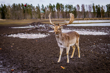 beautiful forest animal deer