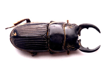 stag beetle on white background