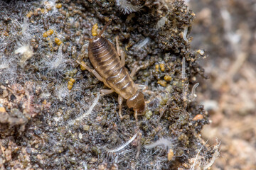 Young earwig, Forficula auricularia, walking on the ground. High quality photo