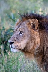 Beautiful Lion Caesar in the golden grass of Masai Mara, Kenya