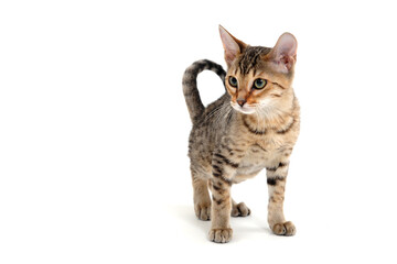 A striped purebred smooth-haired cat stands on a white background