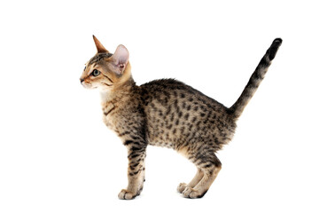 A striped purebred smooth-haired cat stands on a white background