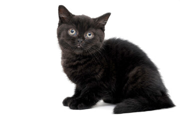 Obraz premium fluffy purebred black kitten sits on a white background