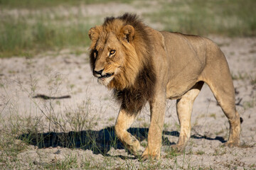 Naklejka premium Beautiful Lion Caesar in the golden grass of Masai Mara, Kenya