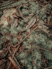 leaves on the ground