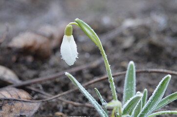 Frozen flower of snowdrop, Galanthus nivalis