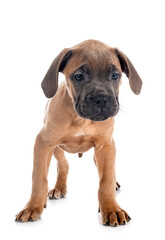 Obraz premium puppy cane corso