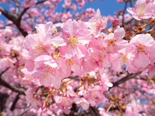 満開のサクラの花