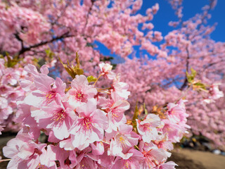 満開のサクラの花