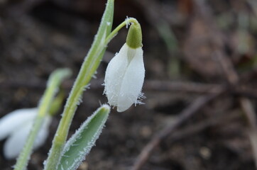 Frozen flower of snowdrop, Galanthus nivalis