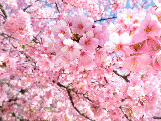 満開のサクラの花