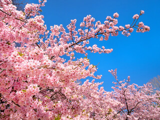 満開のサクラの花