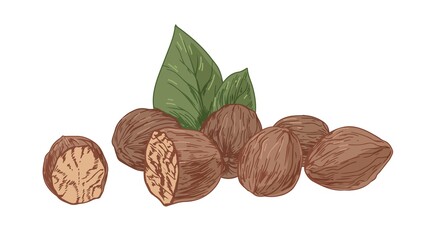 Dry nutmeg or mace nut in shell with seeds and leaves. Aromatic winter spice drawn in vintage style. Colored hand-drawn vector illustration isolated on white background - obrazy, fototapety, plakaty
