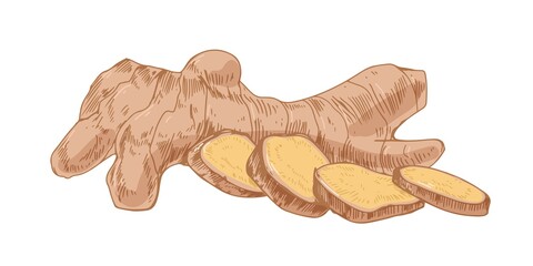 Fresh ginger root with slices and segments. Composition with Indian winter spice. Realistic and detailed hand-drawn vector illustration isolated on white background