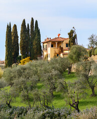Settignano. Suburb of Florence. Olive orchards. Tuscany. Italy