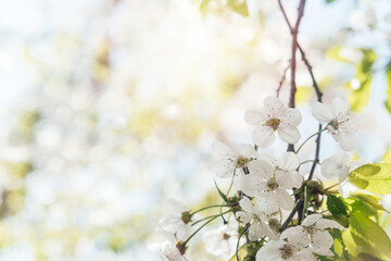 Blossoming tree brunch with white flowers on bokeh pastel background, beautiful spring banner