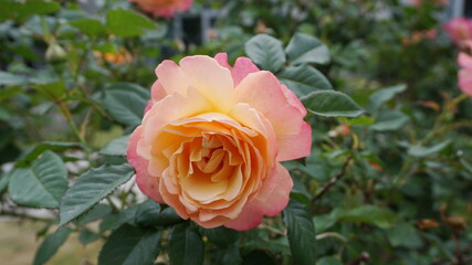 Beautiful amber-colored sngle rose flower in the garden close up.