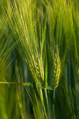 Fototapeta premium green spikelets of wheat as background