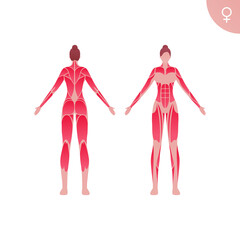 Obraz na płótnie Canvas Human muscle body anatomy. Vector flat color illustration. Full length anatomic female character. Woman front and back skinless view. Design element for medicine, education and sport.