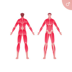 Human muscle body anatomy. Vector flat color illustration. Full length anatomic male character. Man front and back skinless view. Design element for medicine, education and sport.