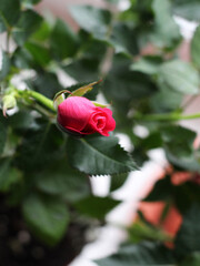 Cyme of small red rose flowers and buds