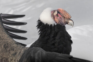 Red head of the Andean condor on a background of white snow and flight feathers - 419070546