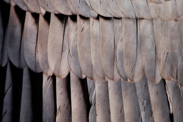 Andean condor feathers close-up - 419070743