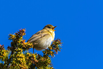 Singing Willow warbler on a tree top