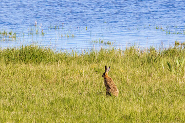 Obraz na płótnie Canvas Hare sitting on a meadow by a beach