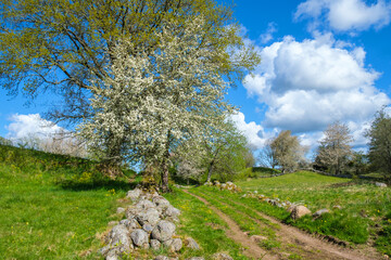 Dirt road in a rural landscape with flowering trees in the spring