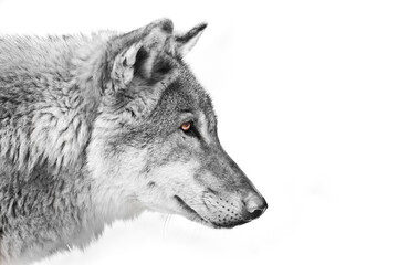 Black and white with colored eyes, a view of the distance Split a wolf of male - 419072129
