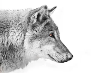 Foto auf Glas Black and white with colored eyes, a view of the distance Split a wolf of male © Mikhail Semenov