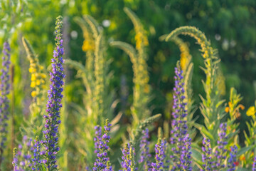 wheat field in summer