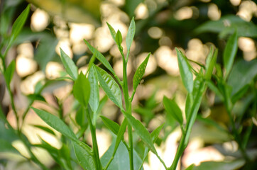 bunch the green leaves of grapefruit with branch in the garden,