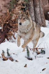 Naklejka premium Cheerful sports female wolf quickly runs through